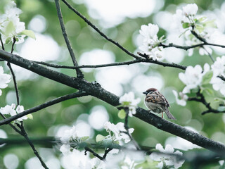 英语启蒙必备儿歌