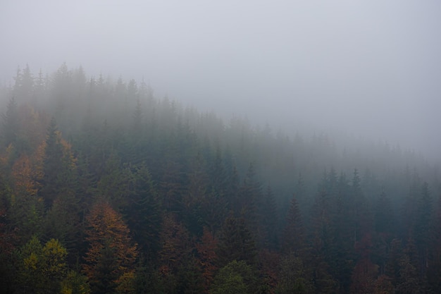 三年级共读书目推荐必读